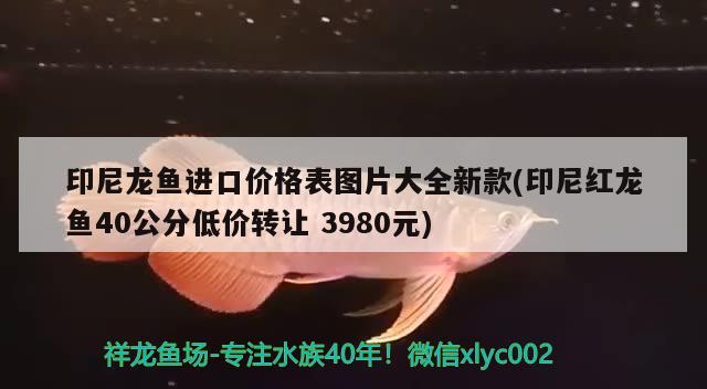 高身長明全包蘇虎1516公分 蘇虎 第3張