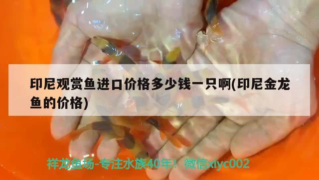 印尼觀賞魚進口價格多少錢一只啊(印尼金龍魚的價格) 觀賞魚進出口