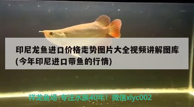 錦鯉一天喂多少魚(yú)糧，每天喂多少合適對(duì)應(yīng)的相關(guān)信息，錦鯉一天喂幾次