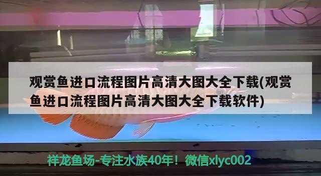 觀賞魚進(jìn)口流程圖片高清大圖大全下載(觀賞魚進(jìn)口流程圖片高清大圖大全下載軟件)