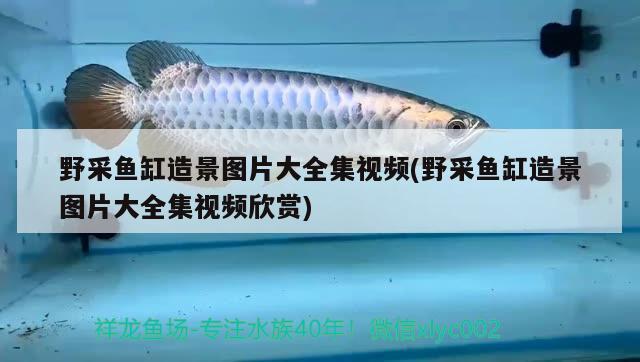 熱帶魚魚缸加熱棒怎么使用(熱帶魚魚缸加熱棒調(diào)到多少度合適) 黃金斑馬魚