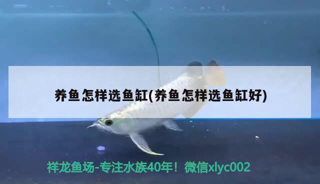 養(yǎng)魚怎樣選魚缸(養(yǎng)魚怎樣選魚缸好) 觀賞魚批發(fā)