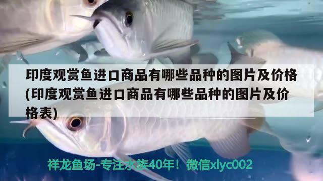 印度觀賞魚進口商品有哪些品種的圖片及價格(印度觀賞魚進口商品有哪些品種的圖片及價格表) 觀賞魚進出口