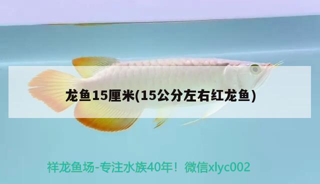 南寧龍魚油漆總代理在哪里有賣（南寧龍魚油漆總代理在哪里有賣的）