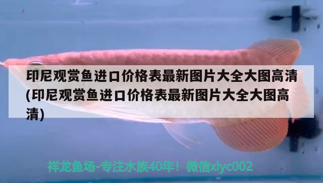 印尼觀賞魚進口價格表最新圖片大全大圖高清(印尼觀賞魚進口價格表最新圖片大全大圖高清)