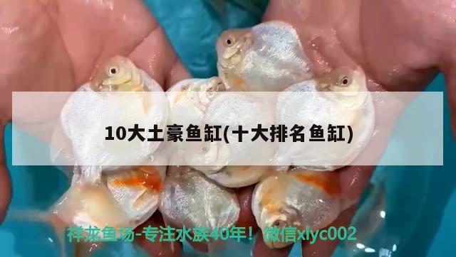 10大土豪魚缸(十大排名魚缸) 白子銀龍苗（黃化銀龍苗）