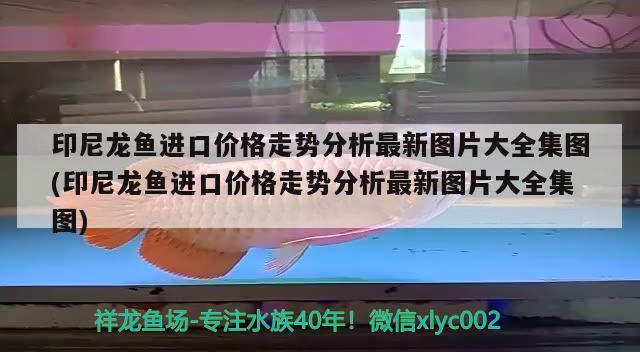 印尼龍魚進口價格走勢分析最新圖片大全集圖(印尼龍魚進口價格走勢分析最新圖片大全集圖)