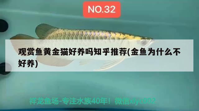 銀龍魚(yú)身上有一層白膜怎么回事：銀龍魚(yú)身上有白色絮狀物怎么辦