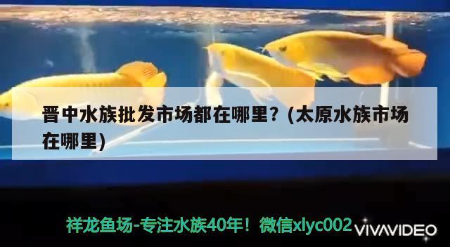 晉中水族批發(fā)市場都在哪里？(太原水族市場在哪里)