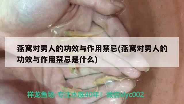 燕窩對男人的功效與作用禁忌(燕窩對男人的功效與作用禁忌是什么) 馬來西亞燕窩