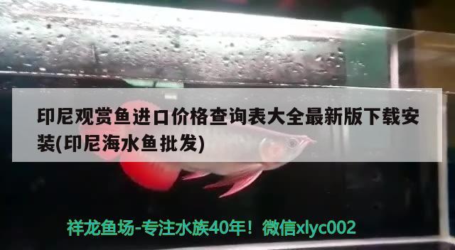 印尼觀賞魚進口價格查詢表大全最新版下載安裝(印尼海水魚批發(fā)) 觀賞魚進出口 第3張