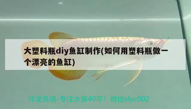 大塑料瓶diy魚缸制作(如何用塑料瓶做一個漂亮的魚缸)