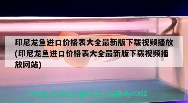 印尼龍魚進(jìn)口價(jià)格表大全最新版下載視頻播放(印尼龍魚進(jìn)口價(jià)格表大全最新版下載視頻播放網(wǎng)站) 觀賞魚進(jìn)出口