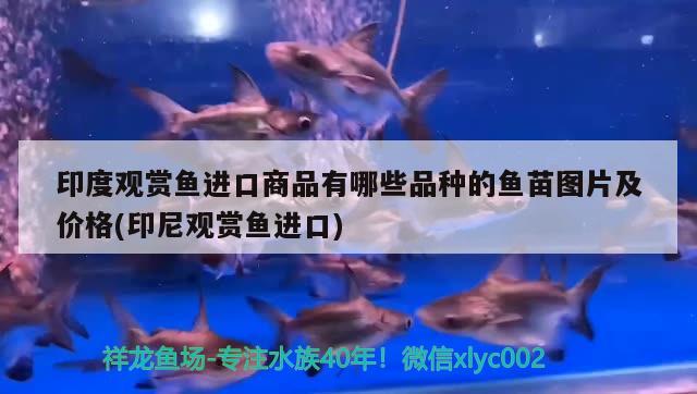 印度觀賞魚進口商品有哪些品種的魚苗圖片及價格(印尼觀賞魚進口) 觀賞魚進出口