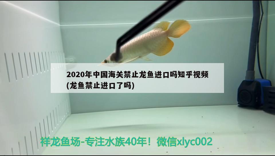 2020年中國海關(guān)禁止龍魚進(jìn)口嗎知乎視頻(龍魚禁止進(jìn)口了嗎)