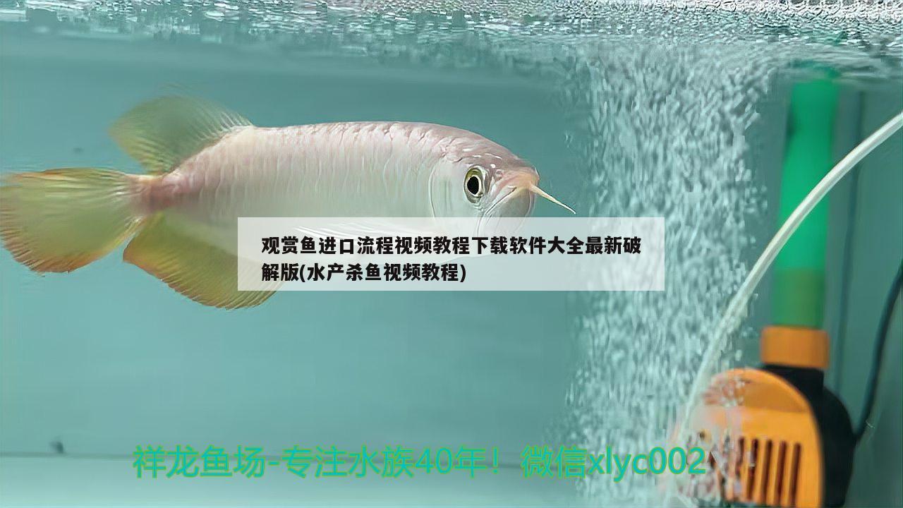 觀賞魚進(jìn)口流程視頻教程下載軟件大全最新破解版(水產(chǎn)殺魚視頻教程) 觀賞魚進(jìn)出口