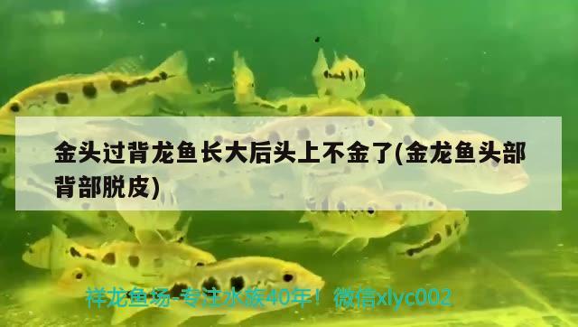 魚缸加大蘇打比例多少合適養(yǎng)魚