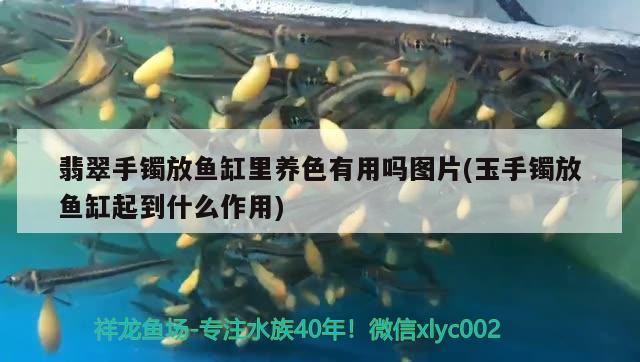 翡翠手鐲放魚缸里養(yǎng)色有用嗎圖片(玉手鐲放魚缸起到什么作用)