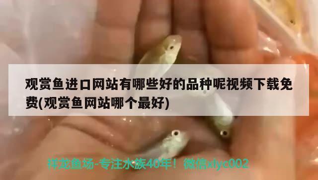 觀賞魚進(jìn)口網(wǎng)站有哪些好的品種呢視頻下載免費(fèi)(觀賞魚網(wǎng)站哪個最好) 觀賞魚進(jìn)出口