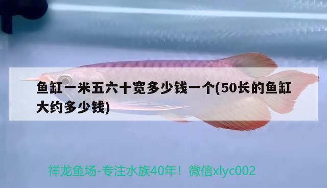 魚缸一米五六十寬多少錢一個(50長的魚缸大約多少錢) 觀賞魚批發(fā)