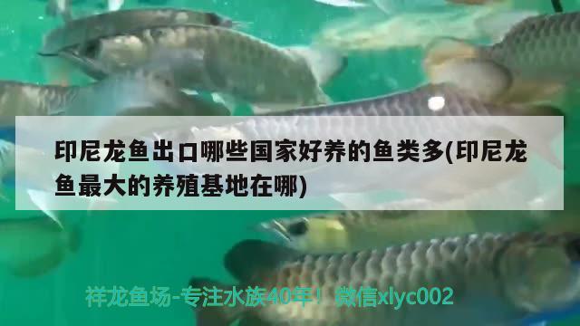 印尼龍魚出口哪些國家好養(yǎng)的魚類多(印尼龍魚最大的養(yǎng)殖基地在哪)