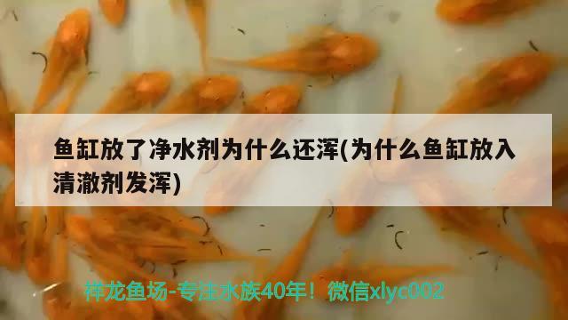 魚缸放了凈水劑為什么還渾(為什么魚缸放入清澈劑發(fā)渾) 元寶鳳凰魚專用魚糧