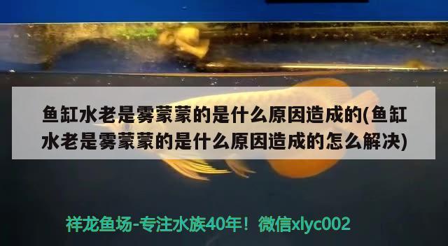 魚缸水老是霧蒙蒙的是什么原因造成的(魚缸水老是霧蒙蒙的是什么原因造成的怎么解決)