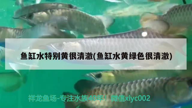 魚缸水特別黃很清澈(魚缸水黃綠色很清澈) 龍魚百科