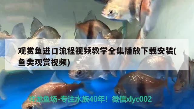 觀賞魚進(jìn)口流程視頻教學(xué)全集播放下載安裝(魚類觀賞視頻) 觀賞魚進(jìn)出口