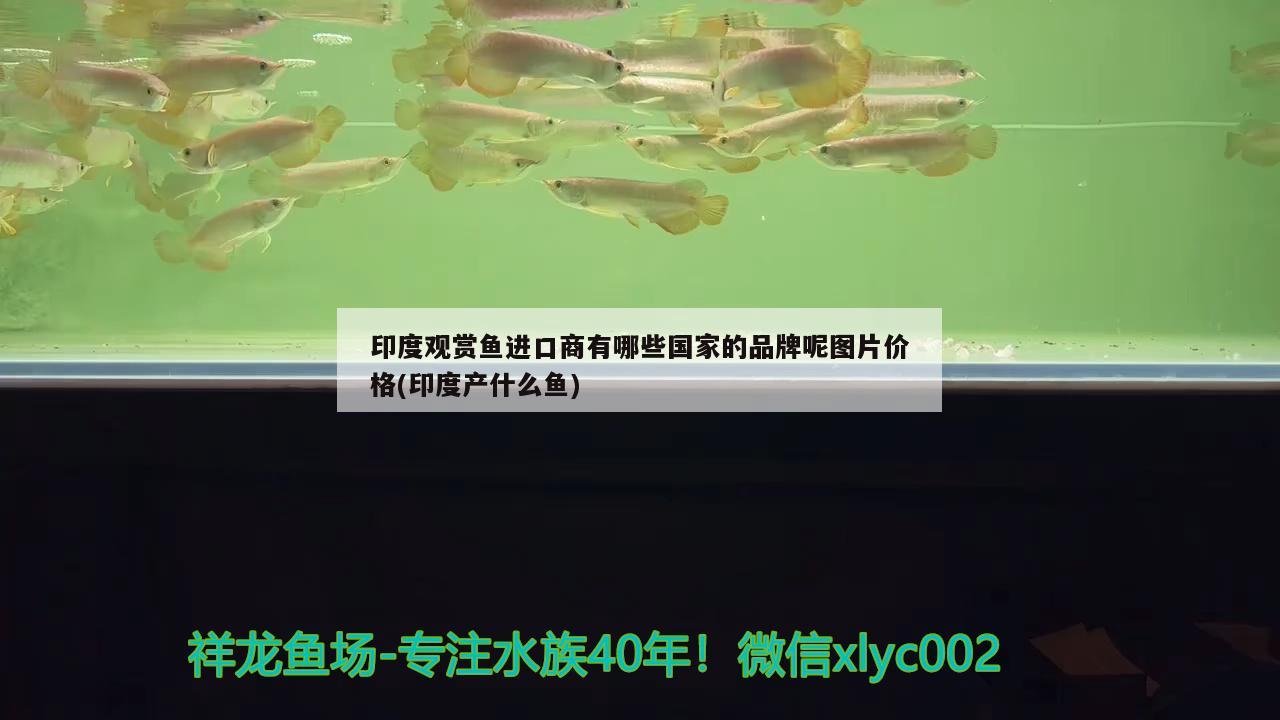 印度觀賞魚(yú)進(jìn)口商有哪些國(guó)家的品牌呢圖片價(jià)格(印度產(chǎn)什么魚(yú))