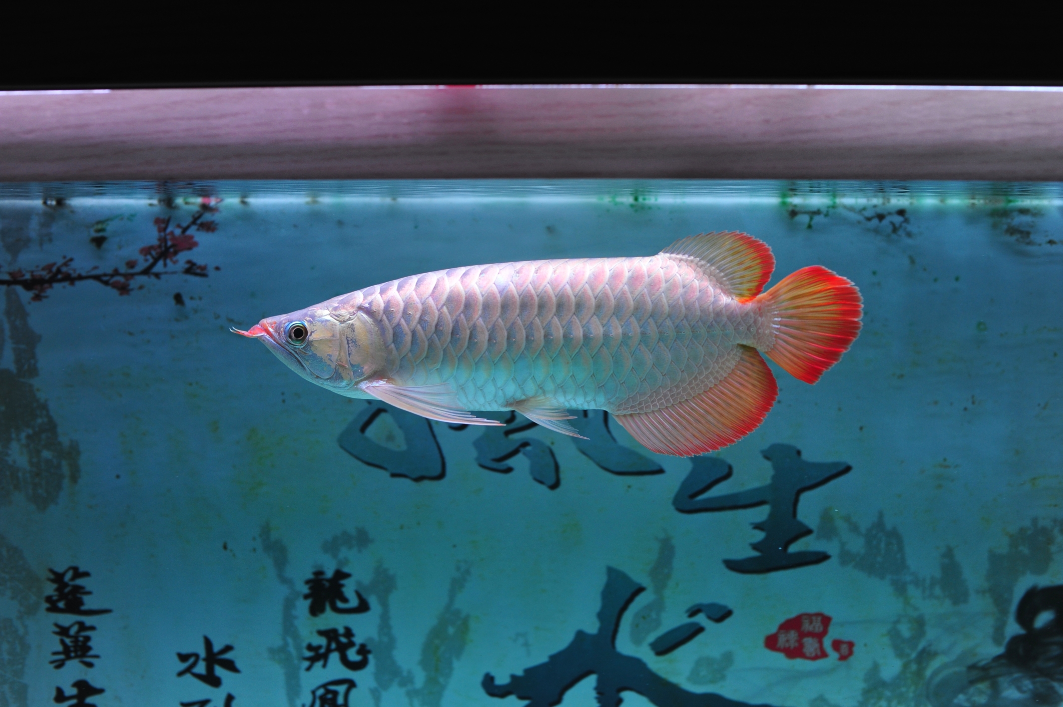 資陽(yáng)水族館:國(guó)慶快樂(lè)71歲了 白子黑帝王魟魚 第1張