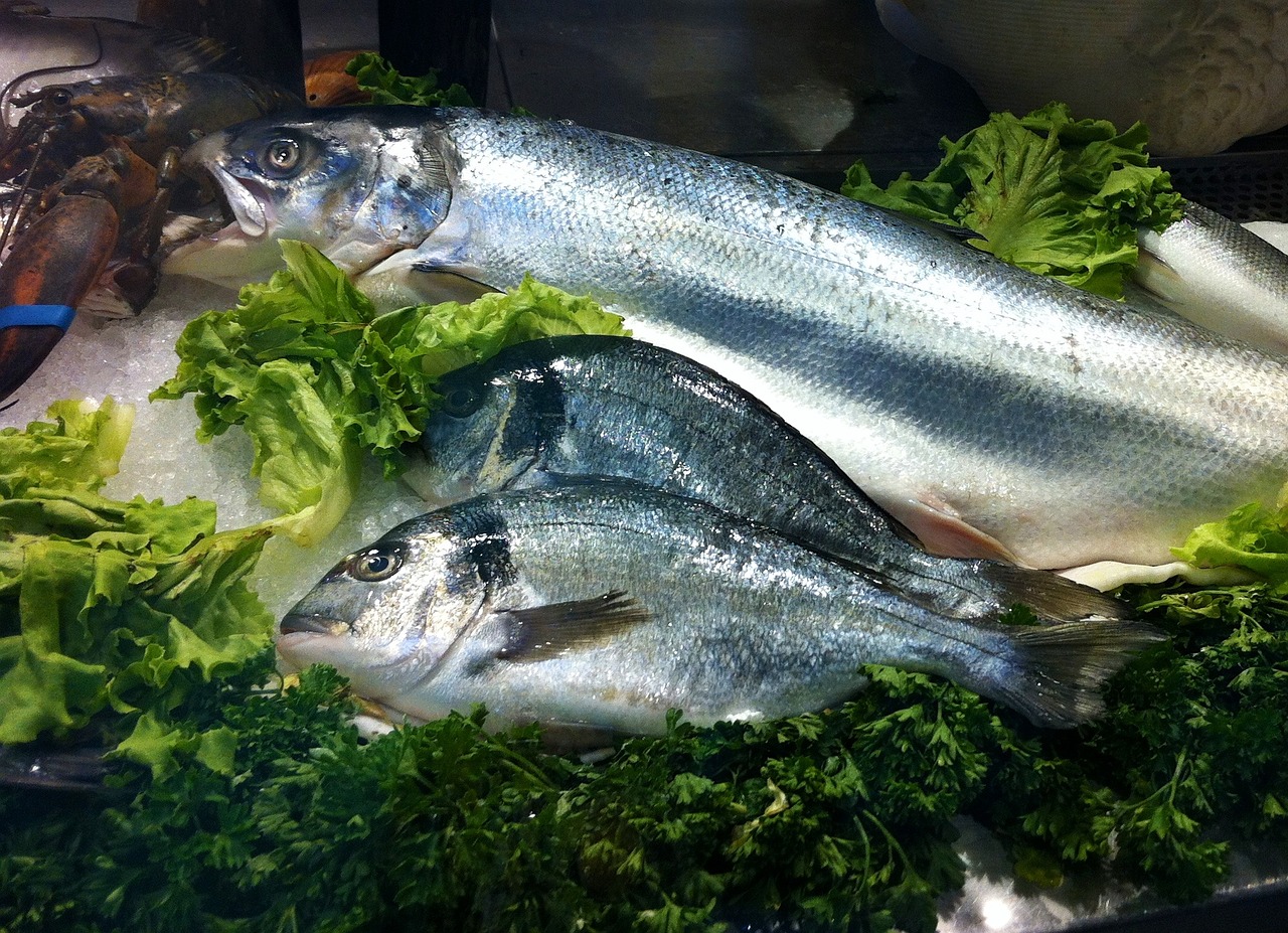 雷龍魚為什么那么貴為什么那么貴，雷龍魚為什么那么貴 祥龍魚藥系列 第2張