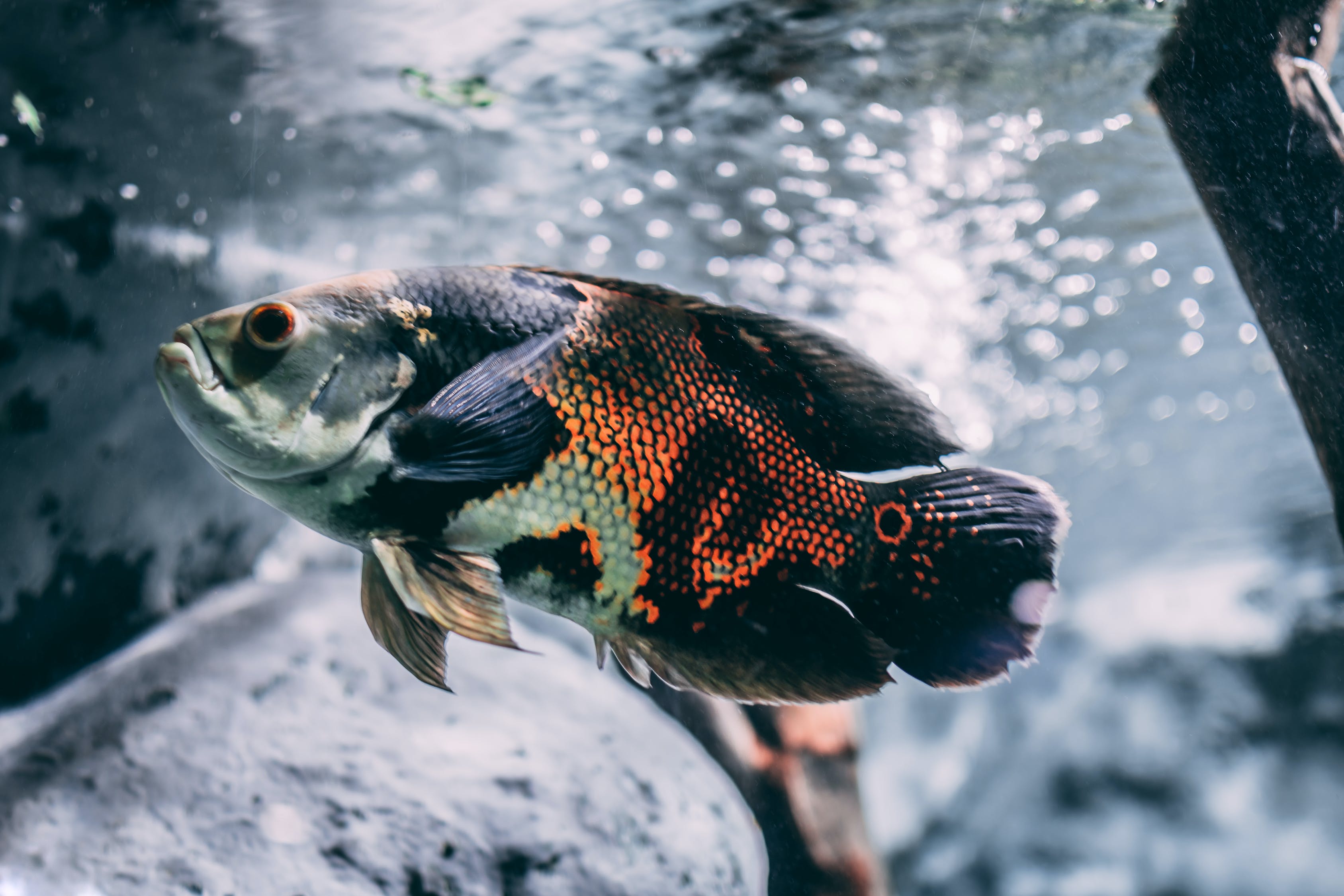 藍寶石魚吃什么，如何飼養(yǎng)，什么鸚鵡別名叫藍寶石 鸚鵡魚 第3張