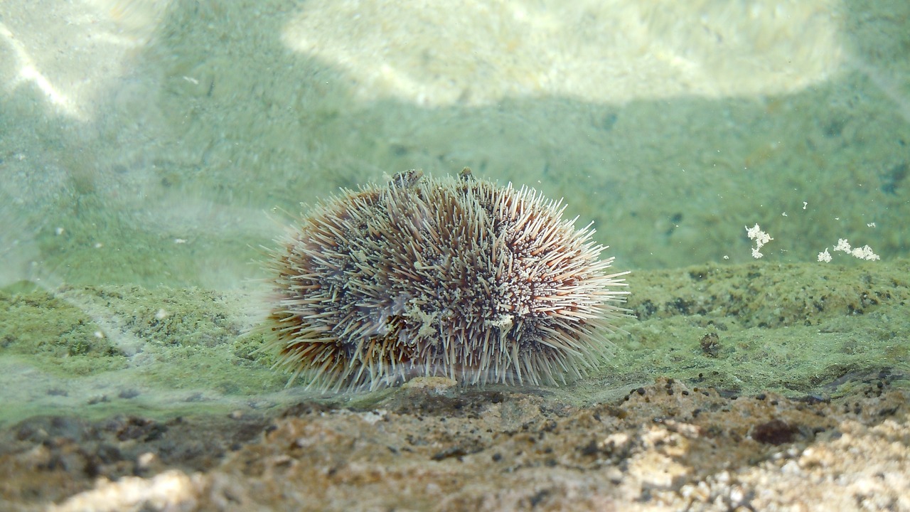 海底有金魚， 潛水艇魚 第2張