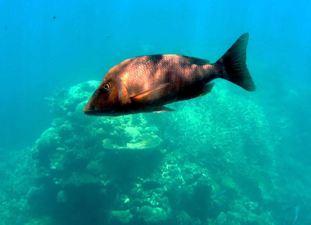 永州水族批發(fā)市場在哪里（永州水產(chǎn)養(yǎng)殖基地） 養(yǎng)魚知識 第3張