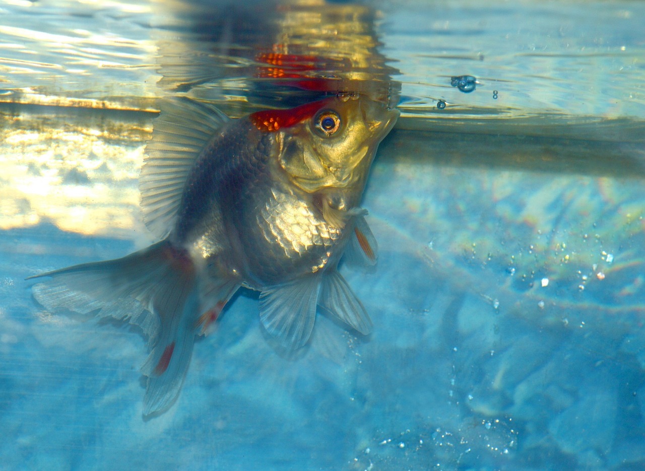 魚缸的金魚多久喂一次食物  祥龍水族濾材/器材 第1張