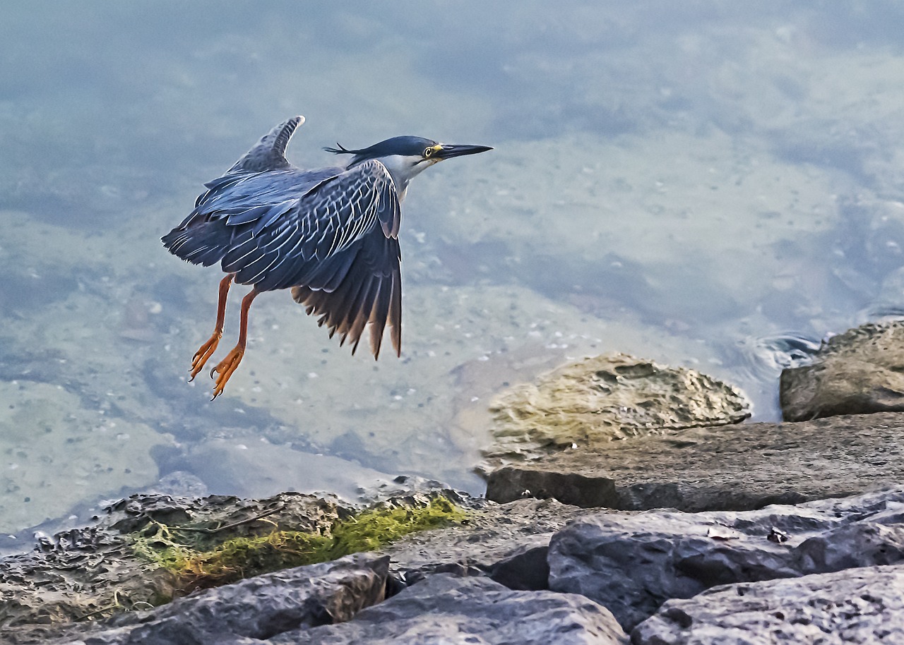 半月斗魚(yú)怎么養(yǎng)，斗魚(yú)平游后多久換水 觀賞魚(yú) 第3張