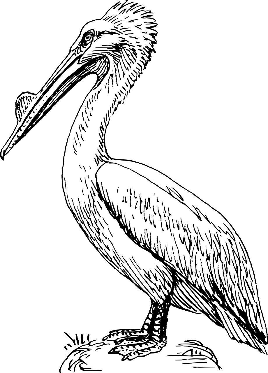 藍(lán)色銀龍魚(yú)（銀龍魚(yú)認(rèn)識(shí)主人嗎） 銀龍魚(yú) 第2張