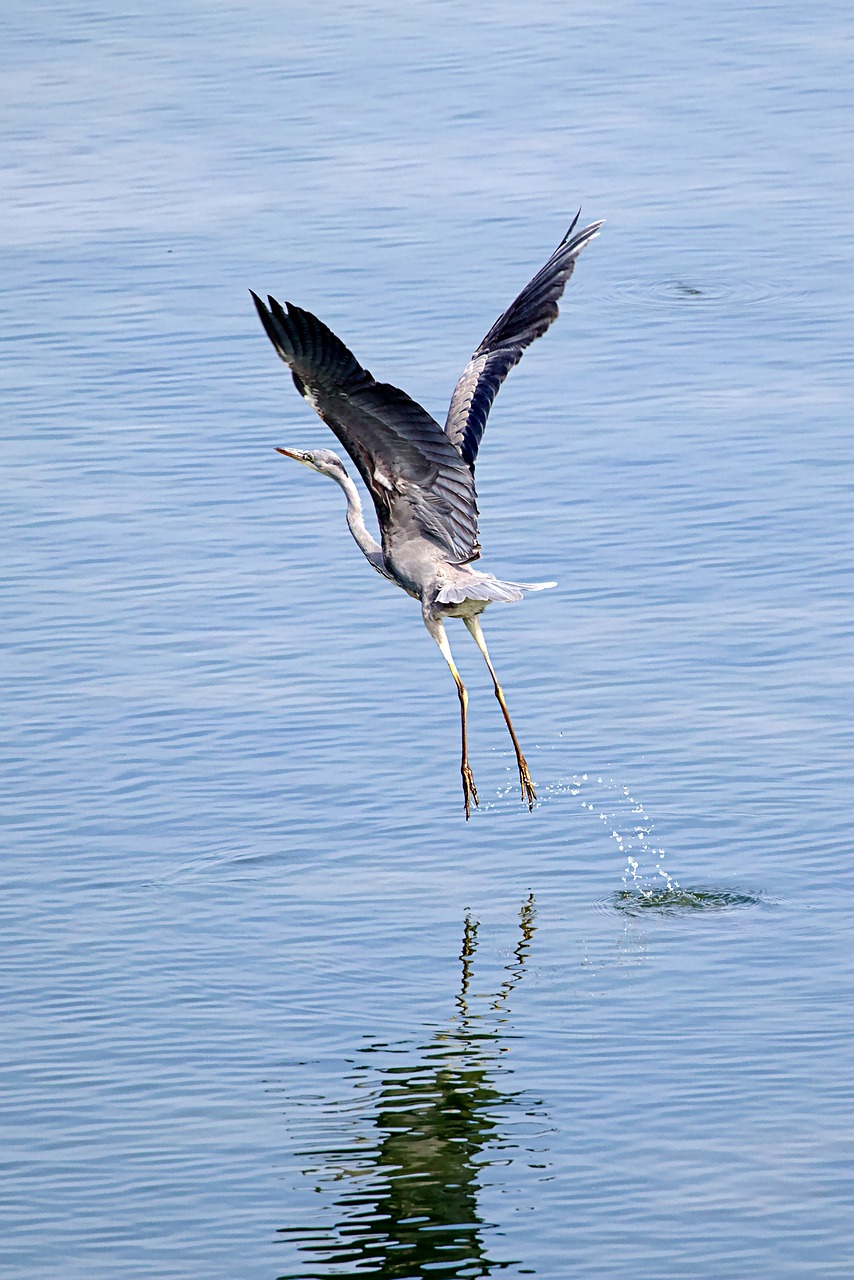 記錄羅漢魚(yú)到家12天 羅漢魚(yú) 第2張