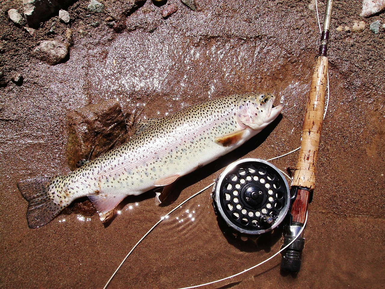 高背紅尾金龍魚(yú)多少錢(qián)一條 