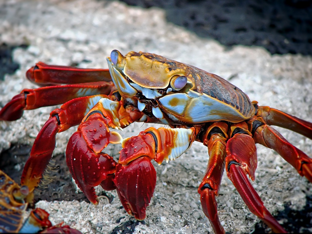 斑馬狗頭魚吃什么螃蟹，狗頭魚吃什么長得快 斑馬狗頭魚 第3張