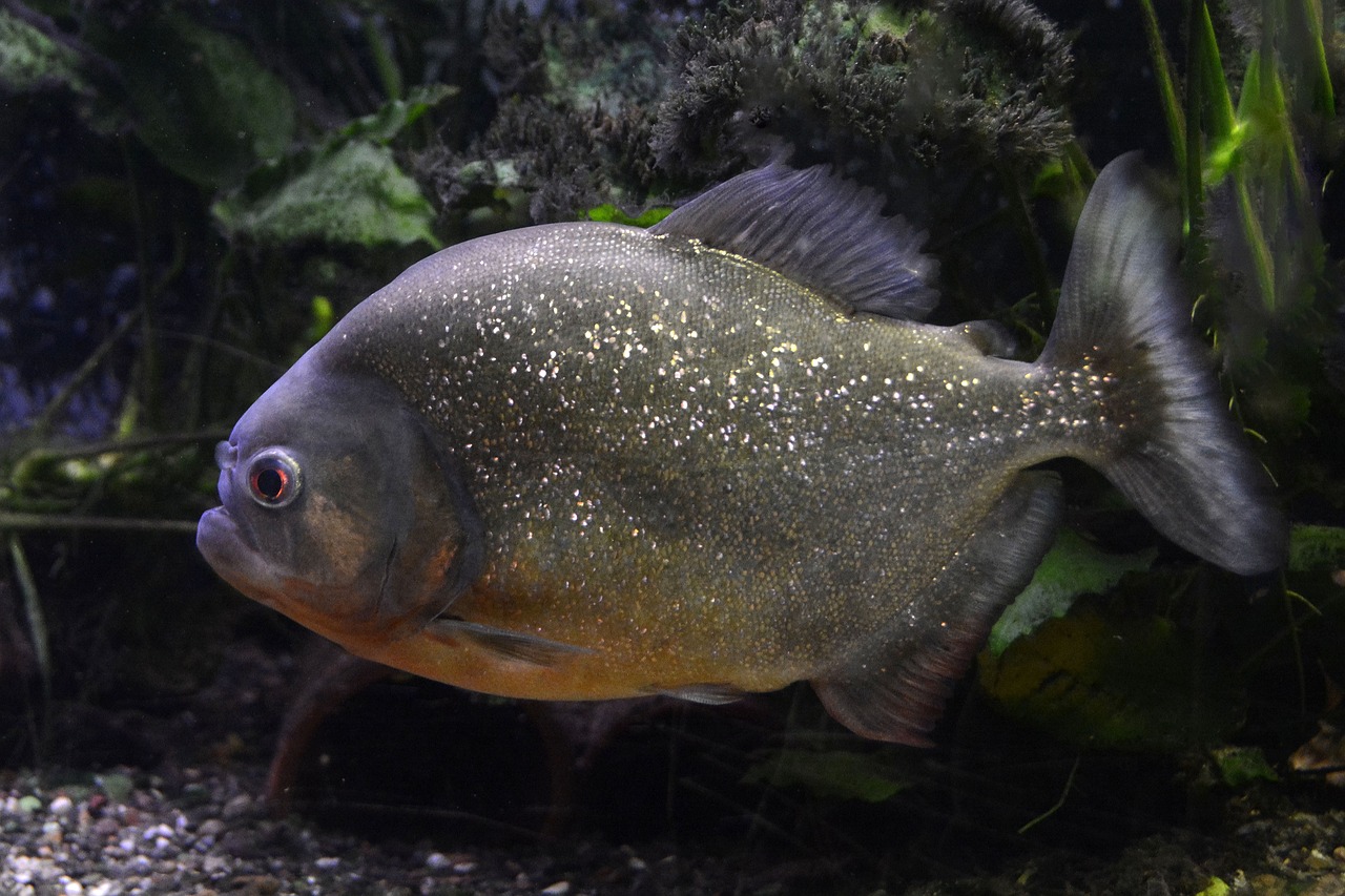 阿拉瓜亞水虎介紹，掠食性觀賞魚