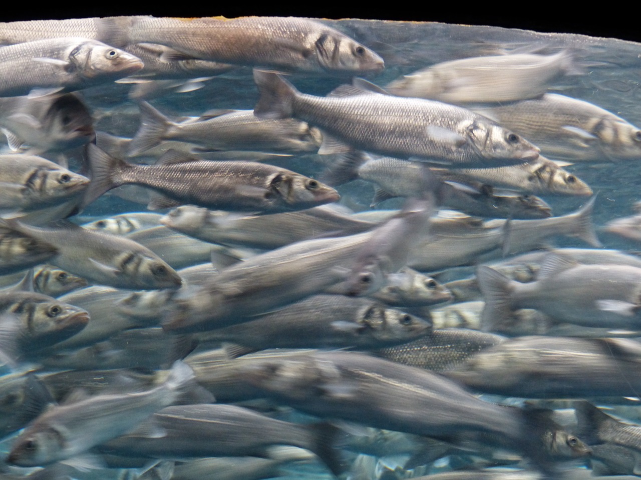 渭城水族館(臨潼水族館) 黑帝王魟魚 第2張