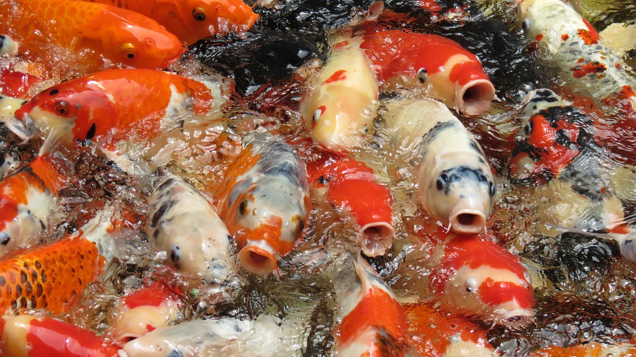 錦鯉三色和紅白哪個(gè)貴，名貴錦鯉如何挑選 觀賞魚 第3張