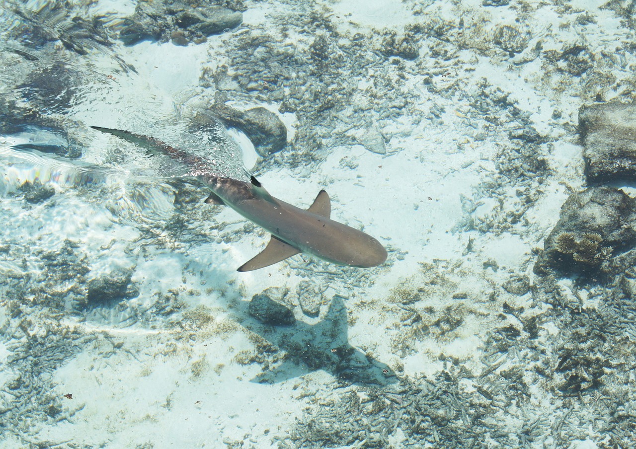 鯊魚(yú)搜索百度云，和鯊魚(yú)搜索百度云對(duì)應(yīng)的相關(guān)信息