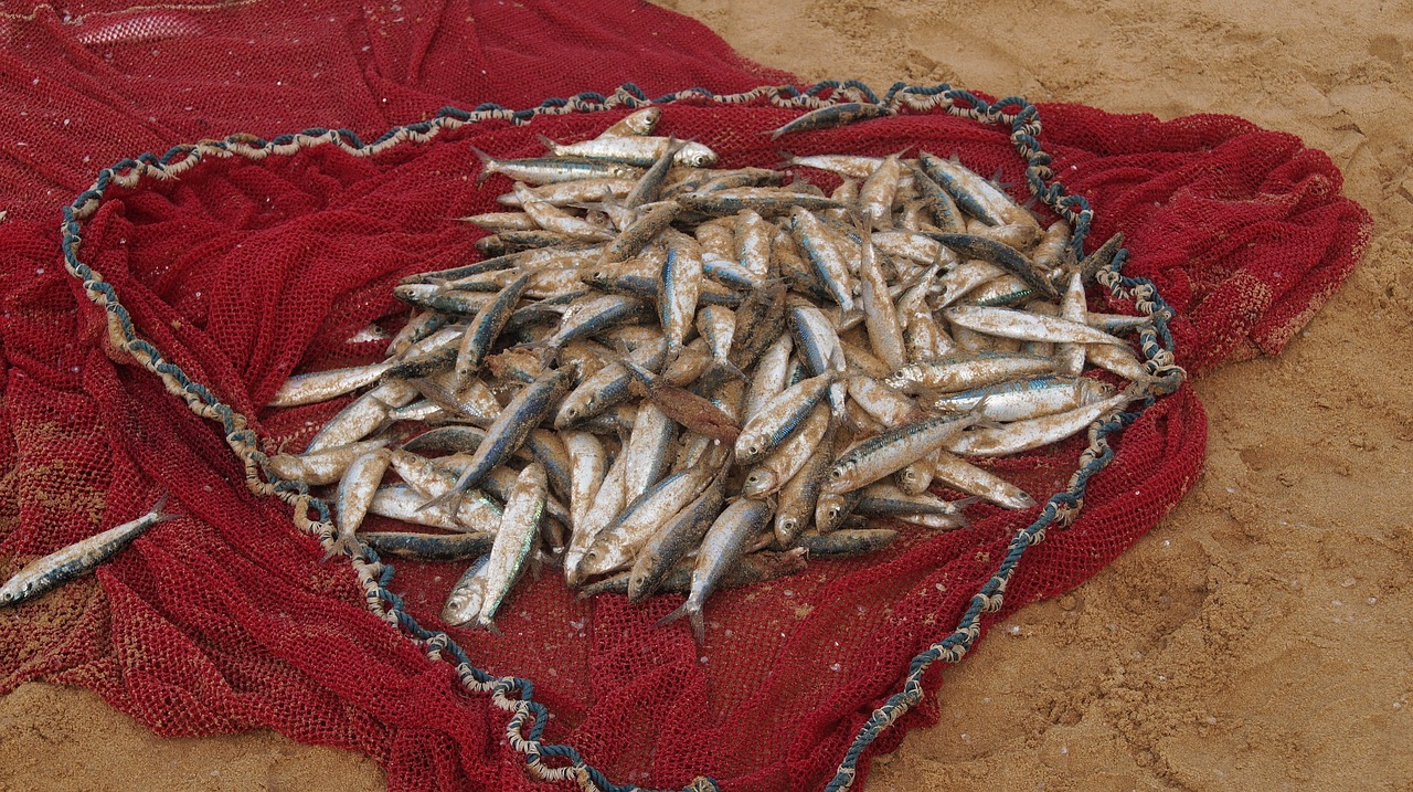 黃金鳉魚(yú)怎么繁殖，鳉魚(yú)吃小魚(yú)嗎 觀賞魚(yú) 第3張