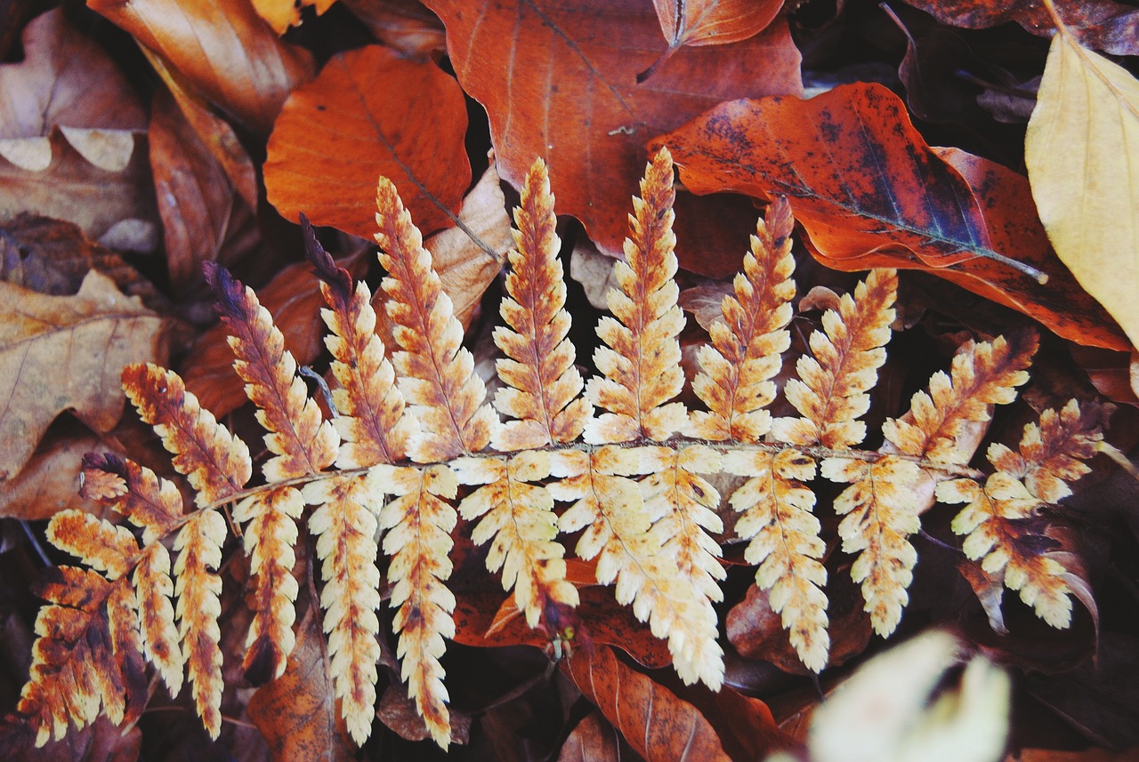 珍珠虎魚咬魚怎么辦，珍珠虎魚顏色變淺 虎魚百科 第3張