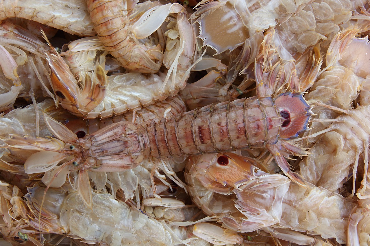 廣州在哪買金魚便宜，廣州在哪買金魚便宜又好養(yǎng) 森森魚缸 第2張