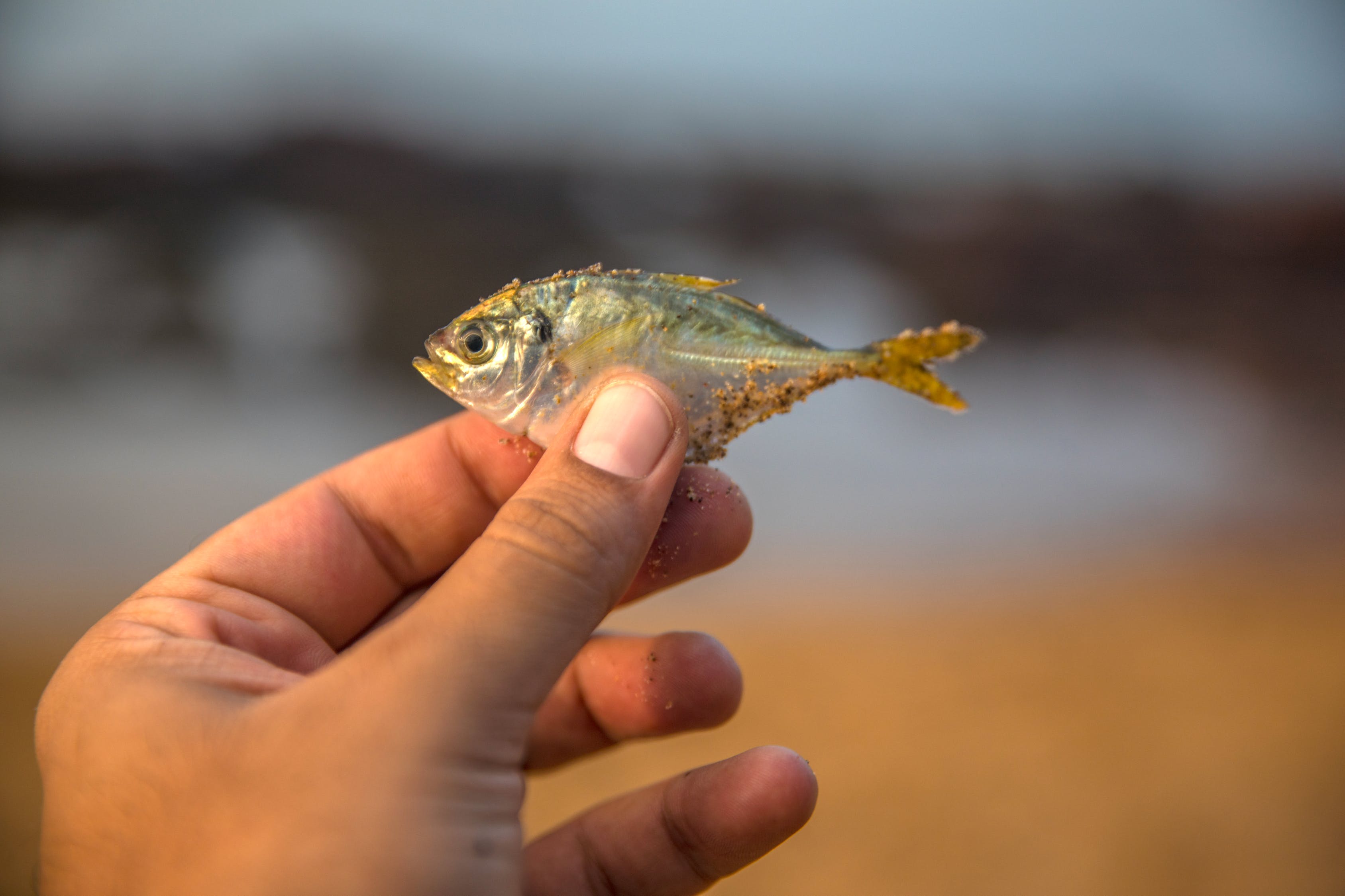 銀鼓魚和銀古魚的飼養(yǎng)方法