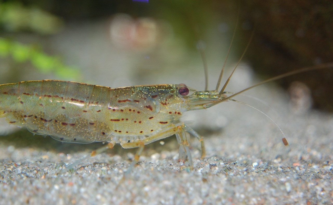 鳳尾魚繁殖大概要多長時間，孔雀魚哪幾個品種搭配比較好